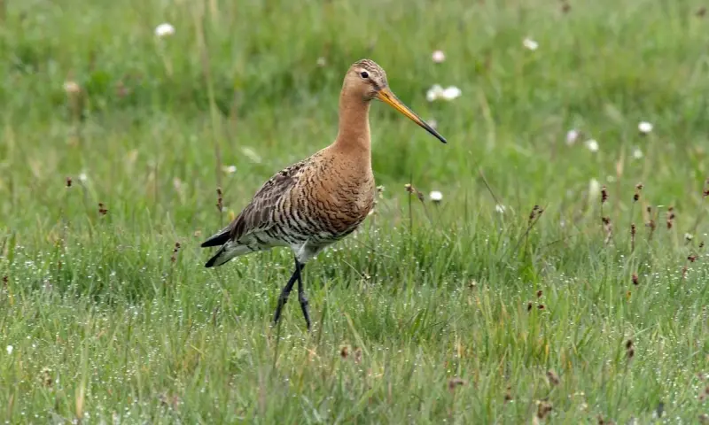 Zomerse steltlopers in natuurgebied Waalenburg-De Marel, Texel.