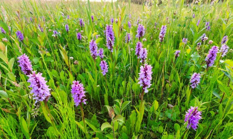Ontdek de orchideeën op de Nieuwkoopse Plassen!