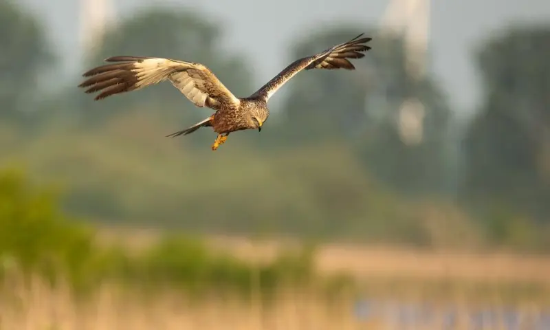 Exclusieve workshop Vogelfotografie bij TIJ en de Scheelhoek
