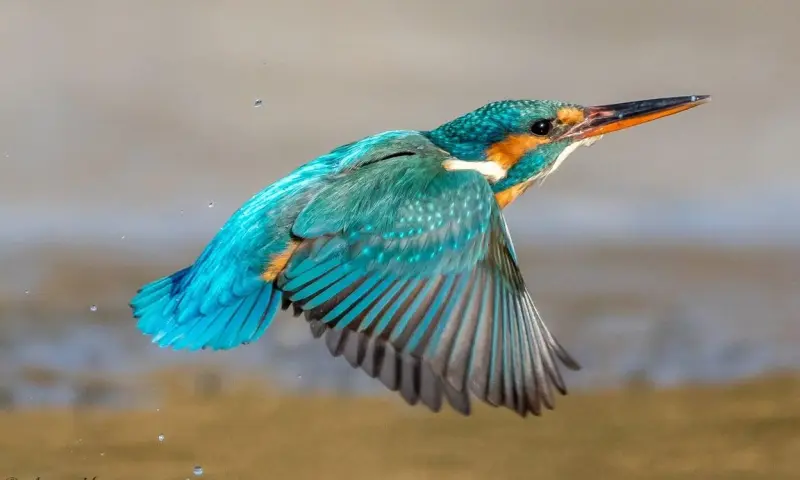 Fotograferen en varen op het Naardermeer