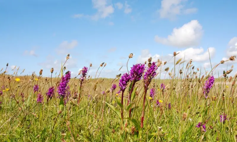 Wandelen met de boswachter door Het Zwanenwater  - Callantsoog