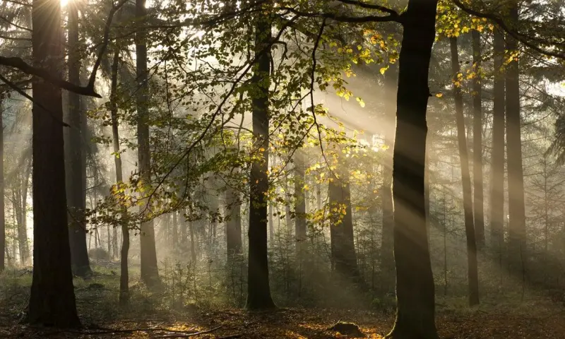Herfstwandeling op Veluwezoom