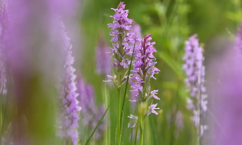 Orchideeën in de duinen van Goeree