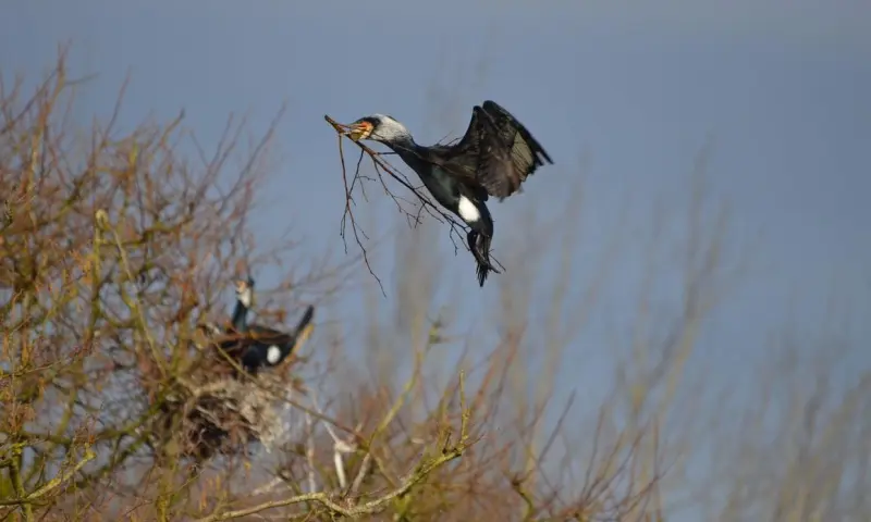 Bezoek aan de aalscholverkolonie