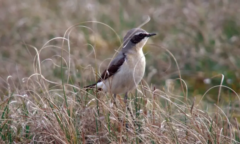 Najaars vogeltrek in natuurgebied Waalenburg - De Marel, Texel