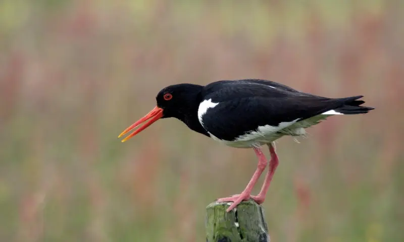 Zomerse steltlopers in natuurgebied Waalenburg-De Marel, Texel!
