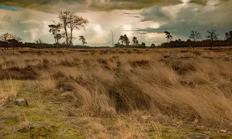 De gevolgen van stikstof op de Loonse en Drunense Duinen
