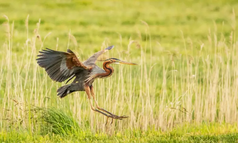 De vogels van Tiengemeten