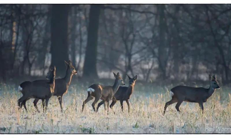 Op zoek naar reeën op de Sprengenberg