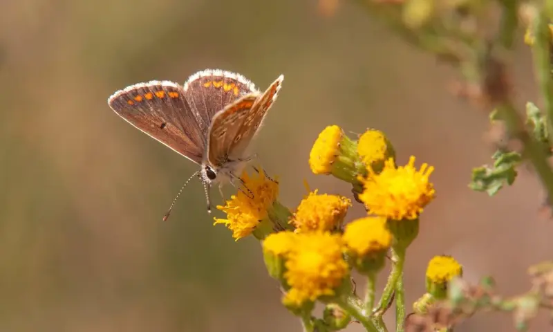 Vlinders in de duinen van Goeree