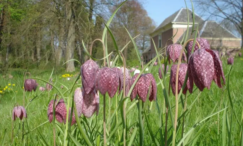 Voorjaarsbloeiers op Landgoed Nijenburg