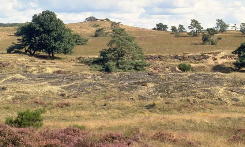 Zwerven over de Veluwezoom    Imbosch en de Elsberg
