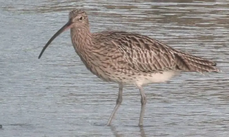 Herfstwandelexcursie in Waalenburg - De Marel, Texel