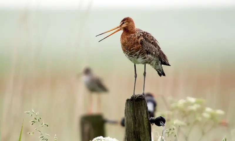 Lentevogels-excursie in natuurgebied Waalenburg-De Marel, Texel..