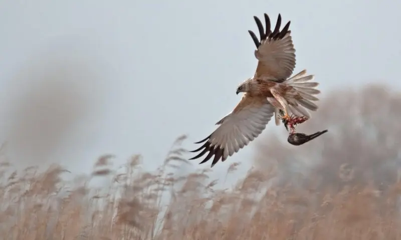 Ontdek de vogels van de Zuid-Hollandse Delta