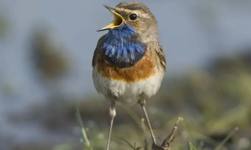 Op zoek naar de blauwborst op Tiengemeten