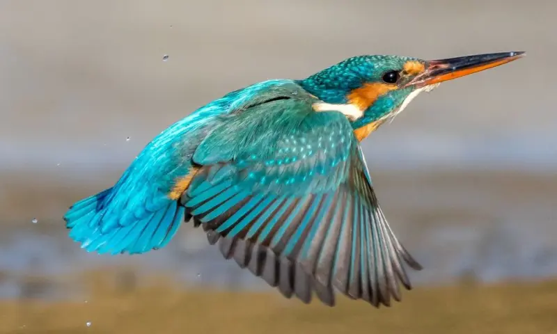 Fotograferen en varen op het Naardermeer
