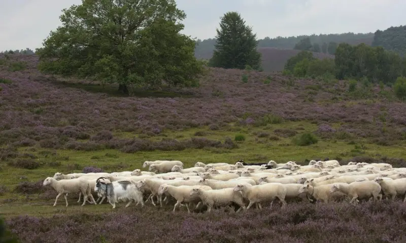 Zwerftocht: Heidehoppen over de Veluwezoom