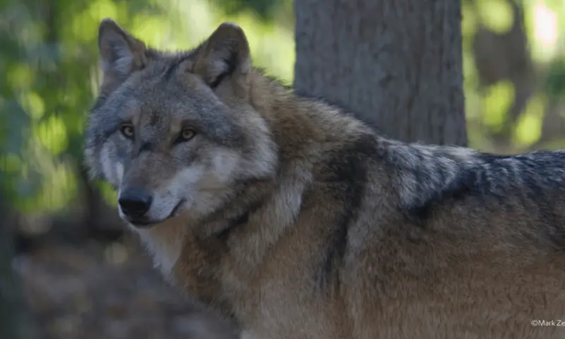 Wolvenexcursie Dwingelderveld