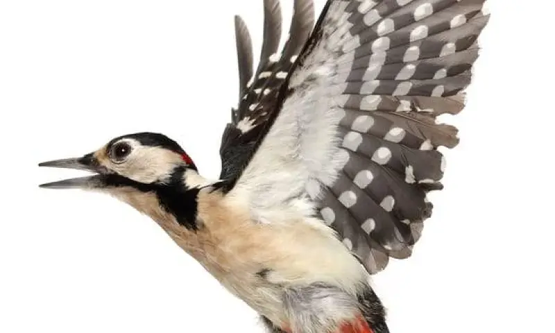 OERRR Vogelexcursie voor gezinnen op Gooilust│'s-Graveland