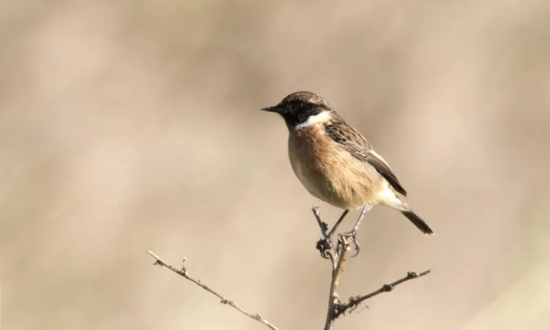 Najaars vogeltrek in natuurgebied Waalenburg - De Marel, Texel!
