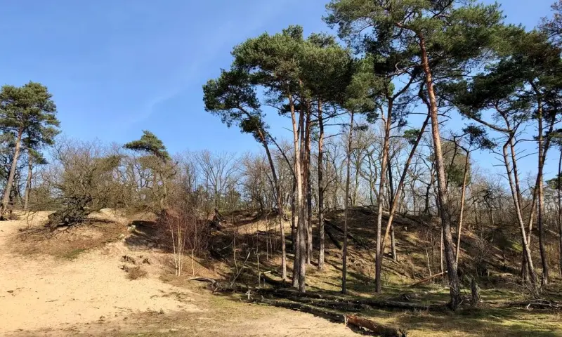 Keuzes in bosbeheer in de Loonse en Drunense Duinen
