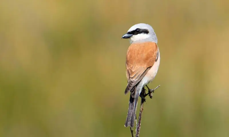 Vogels in het Fochteloërveen