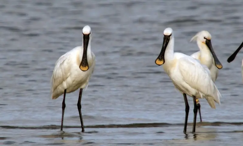 Zomerse steltlopers in natuurgebied Waalenburg-De Marel, Texel..