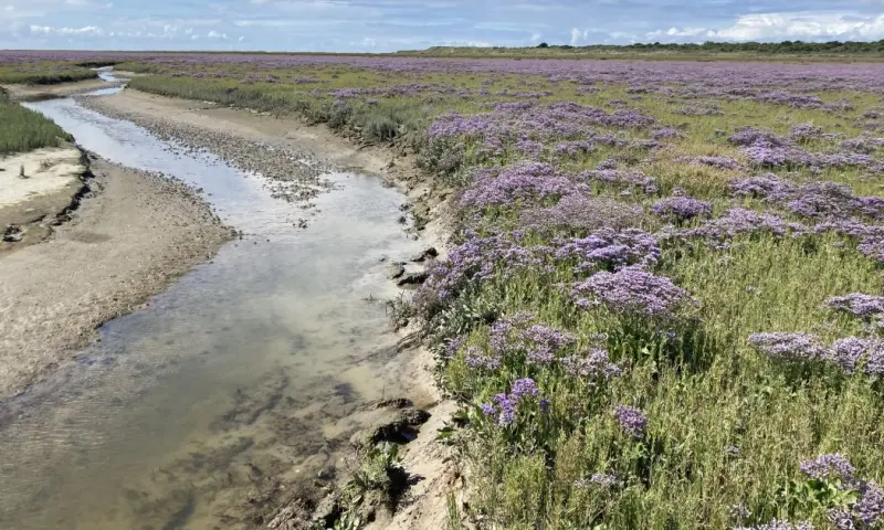 Op de grens van wad en kwelder op Schiermonnikoog