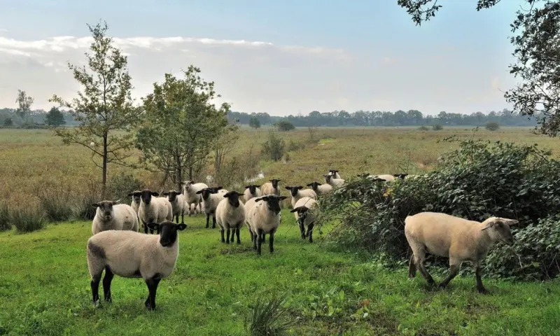 Ontmoet de schaapherder en zijn kudde op de Kampina
