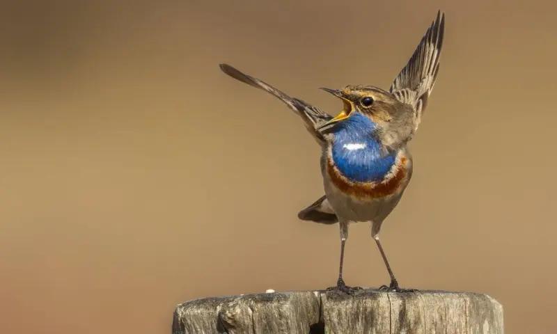 Op zoek naar de blauwborst op Tiengemeten