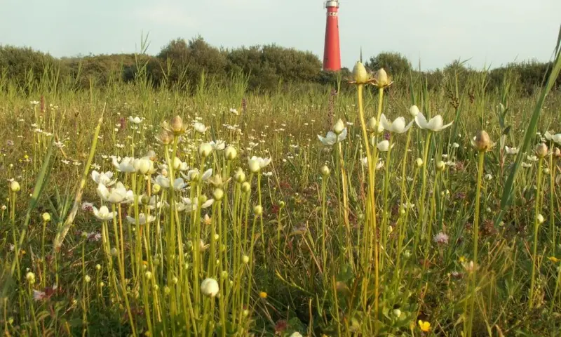 Plantenexcursie