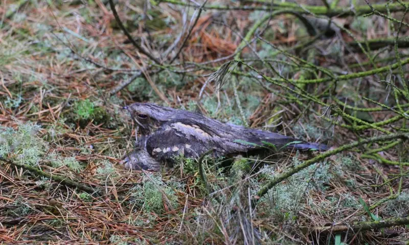 Op bezoek bij de Nachtzwaluw in de Loonse en Drunense Duinen