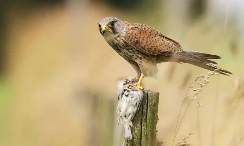 Vogels spotten in de zomer op landgoed Haarzuilens