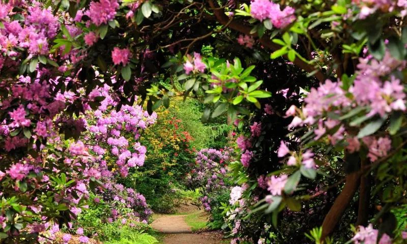 Ontdek de rododendrons van Buitenplaats Gooilust│'s-Graveland