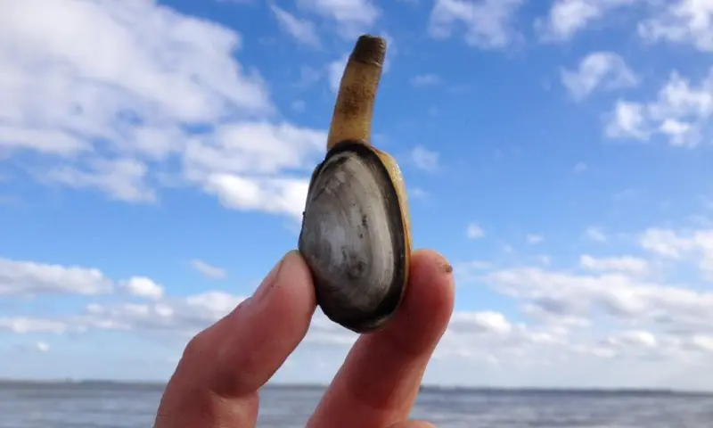 Groene Strand expeditie - Callantsoog
