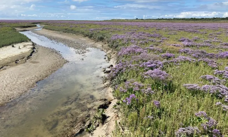 Op de grens van wad en kwelder op Schiermonnikoog