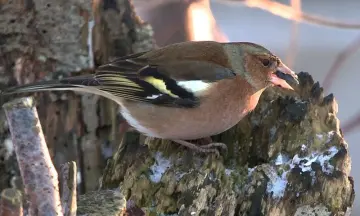 Najaars vogeltrek in natuurgebied Waalenburg