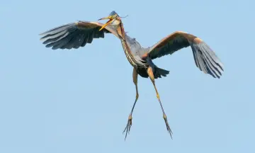 Varen naar de purperreigers in Nieuwkoop