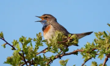 Fietsexcursie naar de blauwborst en andere duinvogels
