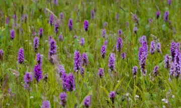 De lente barst los in de Dintelse Gorzen