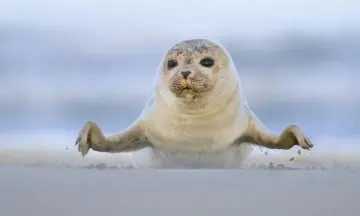 Zeehonden safari Oosterschelde met gids Natuurmonumenten