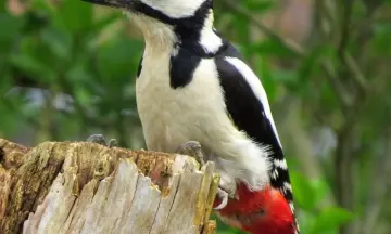 OERRR (6 t/m 12) Vogelsafari met de boswachter op Veluwezoom