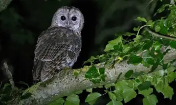 Bosuilenexcursie in de Ter Apelerbossen