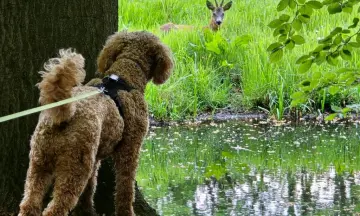 Speciale excursie: Honden en natuur, spannende combi of geweldig uitje?