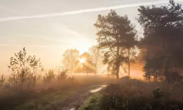 Dauwtrappen Schoorlse Duinen