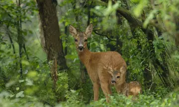 OERRR Wildspotten op Hackfort