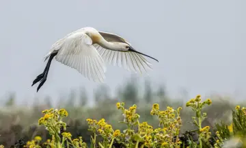 Voorjaarstrek op Tiengemeten