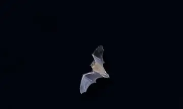 Nacht van de vleermuis Bergherbos