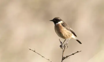 Najaars vogeltrek in natuurgebied Waalenburg